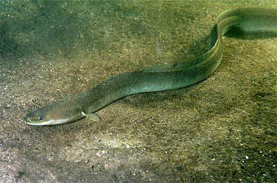 ANGUILA CHILENA: Vive desde Arica hasta  tierra de fuego.