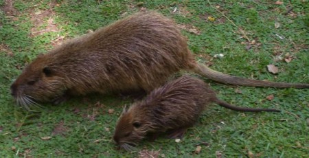 CIOPO: Vive en lagos, rios y pantanos de la zona comprendida entre magallanes y coquimbo.
