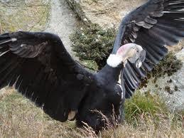 CONDOR:Vive en el flanco occidental de la cordillera de los Andes