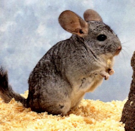CHINCHILLA:Vive en zonas cordilleranas, en terrenos secos y pedregosos.