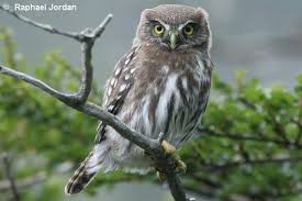 CHUNCHO:Vive desde Arica a Magallanes.