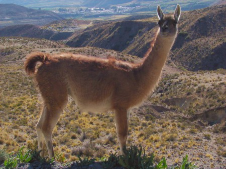 GUANACO:Habita especialemnte en Arica y otras regiones de Chile.  NO SEBE CONFUNDIRSE CON LA LLAMA GLAMA, pues son totalmente diferentes.