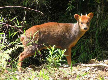 PUDU:Habita desde Chillan hasta la isla grande de Chiloe en bosques y matorrales