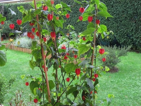 ABUTILON (Corynabutilón ochsenii):Especie chilena que mide de 1.5 a 2 m de altura. Se encuentra en matorrales humedos.